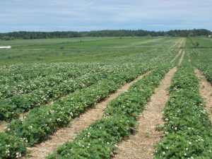 champ de fraise