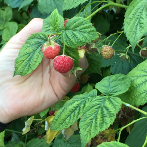framboise- Fraisiere du Nord Est